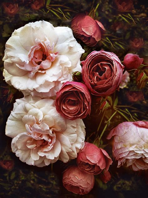 6 Lieblings Antique Roses